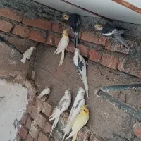 عروس هلندی|پرنده|نهبندان, |دیوار