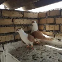 دوبال زرد نر و ماده