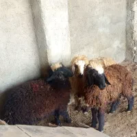 سه عدد بره فروشی|حیوانات مزرعه|برازجان, |دیوار