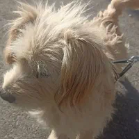 سگ شیتزو تری