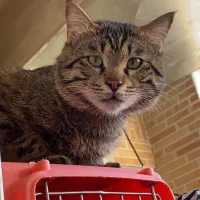 واگذاری گربه