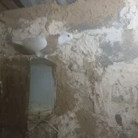 کبوتر|پرنده|شیراز, کوشک بیدک|دیوار