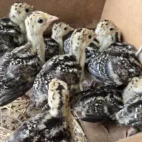 شترمرغ وبوقلمون|حیوانات مزرعه|خمینیشهر, |دیوار