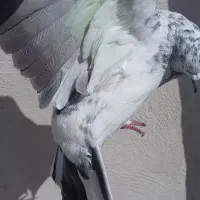 کفتر گرفتنی|پرنده|قم, باغ شریفی|دیوار