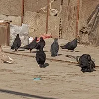 آبادانی