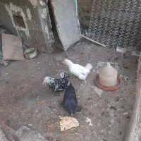 مرغ گلین و مرندی ۳عدد باهم|حیوانات مزرعه|هشتگرد, خور|دیوار