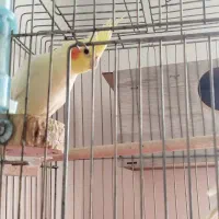 جفت عروس هلندی لوتنیو