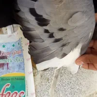 دوتا کفتر|پرنده|مشهد, هفت تیر (حافظ)|دیوار