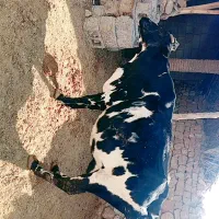 فروش گاو محلی|حیوانات مزرعه|افزر, |دیوار