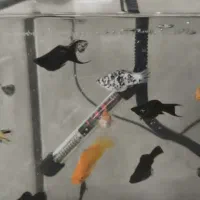 ماهی مولی خوشگل|ماهی|قم, شهرک سازمان آب|دیوار