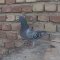 کفتر