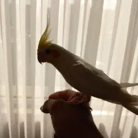 عروس هلندی اهلی|پرنده|زاهدان, |دیوار