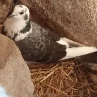 کبوتر|پرنده|منجوان, |دیوار