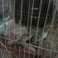 عروس هلندی با مرغ عشق