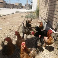 مرغ وخروس محلی