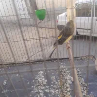 قناری نر|پرنده|شیراز, کوشک میدان|دیوار