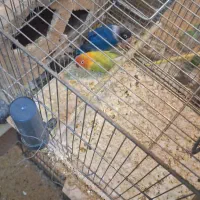 تعدادی کوتوله و فنچ|پرنده|اردکان, |دیوار