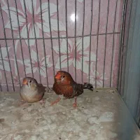 فنچ فول اورنج هاف اورنج پرنده خانگی|پرنده|بوشهر, |دیوار