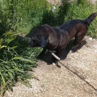 سگ کاملا تربیت شده ...