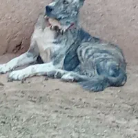 فروش سگ گله نگهبان