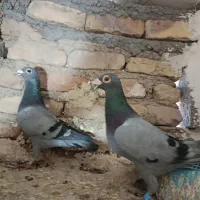 کبوتر