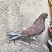 کفتر کله دار و سرور|پرنده|کبودرآهنگ, |دیوار