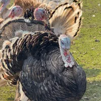 بوقلمون|حیوانات مزرعه|سنگر, |دیوار