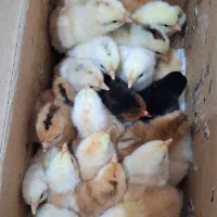 جوجه مرغ محلی