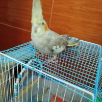 عروس هلندی جفت نرماده