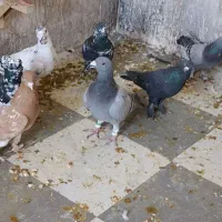 کفتر گرفتنی