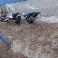 اردک روسی‌. شوروی