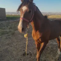 اسب نریان یورقه