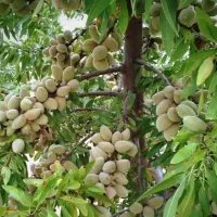 تولیدفروش نهال|عمدهفروشی|میاندوآب, |دیوار