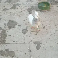 کفتر فروشی|پرنده|بم, |دیوار