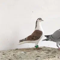 کفتر بمب|پرنده|مشهد, ویلاشهر|دیوار