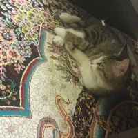 واگذاری گربه