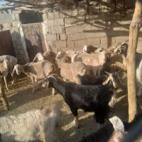 فروش ۱۲ راس میش چینی معاوضه با بز|حیوانات مزرعه|سیسخت, |دیوار