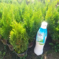 تویا آمریکایی گلدان 14 ریشه پرس|گل و گیاه طبیعی|تنکابن, |دیوار