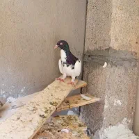 کبوتر طوقی|پرنده|جم, |دیوار