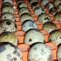 فروش تخم خوراکی  بلدرچین