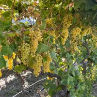 بازدید باغات جهت همکاری صفر تا صد، پیوند و هرس