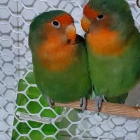 یک جفت کوتوله برزیلی معاوضه با عروس هلندی یا فروش|پرنده|قرچک, زیبا شهر|دیوار