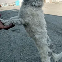 یک باب سگ پاپی ماده|سگ|خمینی‌شهر, |دیوار