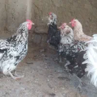 تخم مرغ نطفه دارگلین وطوسی|حیوانات مزرعه|اصفهان, شفق|دیوار