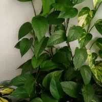 گل پتوس|گل و گیاه طبیعی|کوهدشت, |دیوار