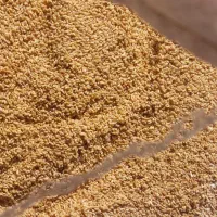 گندم وجوچاق