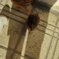 جوجه محلی دوماه