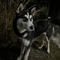 سگ هاسکی|سگ|رشت, منظریه|دیوار