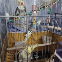 دو جفت عروس هلندی سخنگو دستی