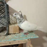 کبوتر شازده سورور سرور سبز کله دار زاغ دم سفید|پرنده|نوبران, |دیوار